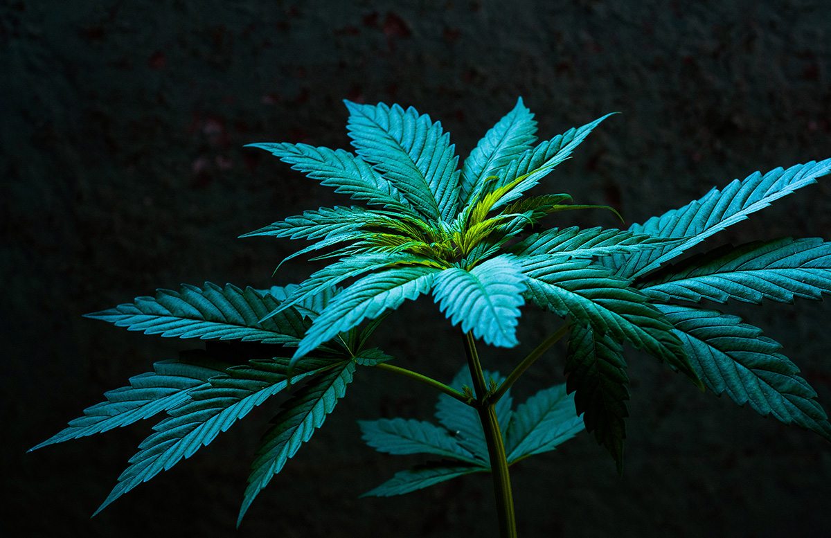 How CBD Uses To Treat Nausea Works Buy My Weed Online From Cannabis